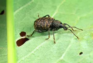 Weevils: Vine Weevil - adult on leaf