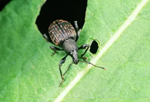 Weevils: VINE WEEVIL - ADULT ON LEAF