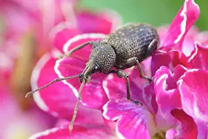 Weevil: Vine Weevil adult on primula flowers - Norfolk UK