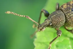 Weevil: Vine Weevil adult on primula leaf - Norfolk UK