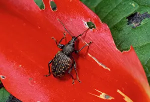 Scars: Vine Weevil - adult, on red petal