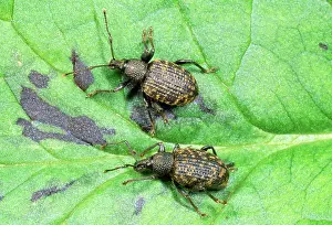 Sulcatus: Vine Weevil - adults
