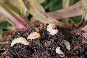 Roots: Vine Weevil grubs on primula roots - Norfolk UK