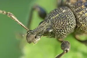 Weevil: Vine Weevil head and eyes - Norfolk UK