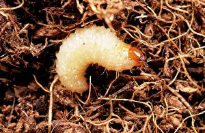 Weevils: VINE WEEVIL - LARVA