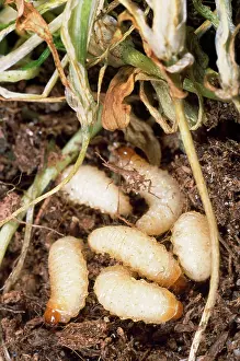 Weevils: Vine Weevil Larvae