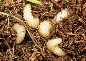Grub: VINE WEEVIL - FIVE LARVAE