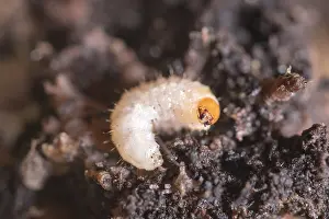 Weevil: Vine Weevil larvae - Norfolk UK