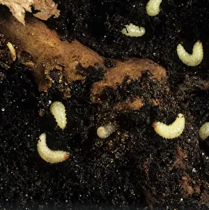 Weevils: Vine weevil (Otiorhynchus sulcatus)