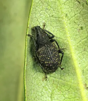 Weevils: Vine Weevil (Otiorhynchus sulcatus)