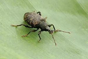 Sulcatus: Vine Weevil, Pest of cultivated plants