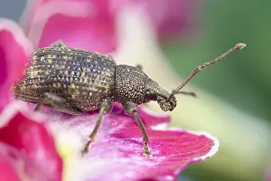 Weevil: Vine Weevil on primula flower - Norfolk UK