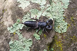 Giganteus: Vinegaroon