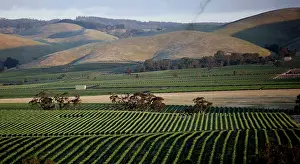 Dennis: Vinery in the Barossa Valley in Australia