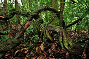 Lianas: vines / lianas on forest ground