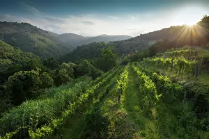 Vines: Vines in the morning light, St. Francis Path