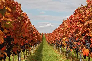Wine: Vines with red grapes in autumn, Southern Palatinate