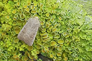 Rustics: Vine's Rustic