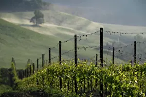 Senesi: Vines at sunrise with mist in hilly landscape, C
