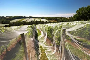 Wine: Vines of wine grapes under netting towards end of s