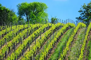 Wine: Vineyard, Alsace, France, Europe
