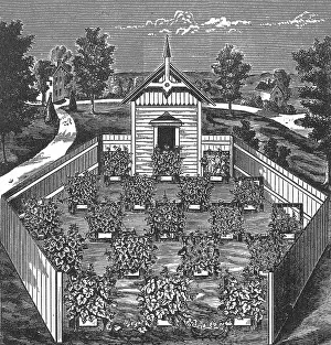 Pollinating: Vineyard Apiary and ^Swarming^ the Grapevines