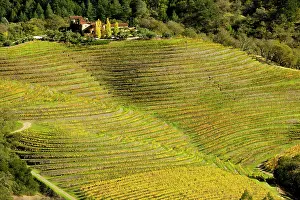 Napa: Vineyard - in Autumn colour - Napa Valley vineyards