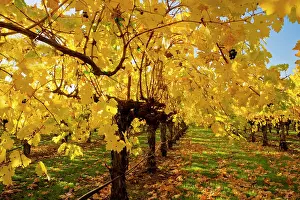 Helena: Vineyard - in Autumn colour - Napa Valley vineyards