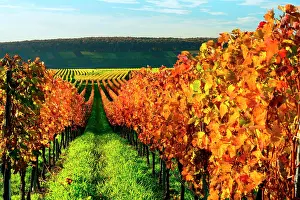 Volkach: Vineyard in autumn, coloured foliage, near Volkach