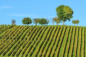 Champ: Vineyard in autumn (October), Saint Champ, Bugey