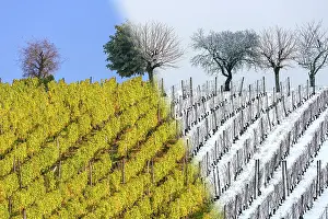 Vinifera: Vineyard in autumn (October) and in winter (December)