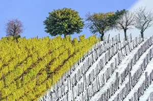 Vinifera: Vineyard in autumn (October) and in winter (December)