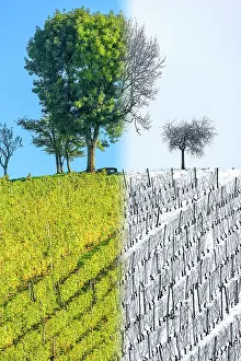 Vinifera: Vineyard in autumn (October) and in winter (December)