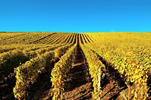 Volkach: Vineyard in autumn, yellow foliage, blue sky, Volkach