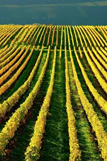 Volkach: Vineyard in autumn, yellow leaves, near Volkach