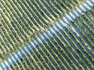 Vine: The vineyard of the Bodega GonzÃ¡lez Byass near the town of Jerez de la Frontera