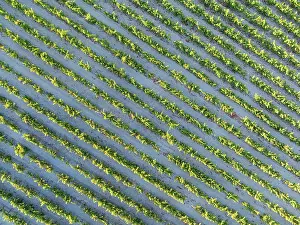 Vine: The vineyard of the Bodega GonzÃ¡lez Byass near the town of Jerez de la Frontera