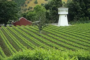Carmel: Vineyard along Carmel Valley Road
