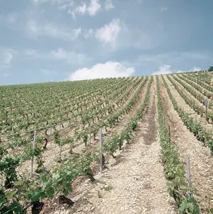 Vines: Vineyard in Chablis