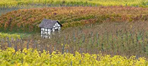 Half: Vineyard cottage between the vines in autumn, Baden-W&, x32d3
