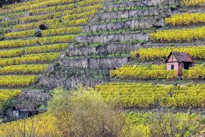 Viniculture: Vineyard cottage in the vineyard, landscape on the