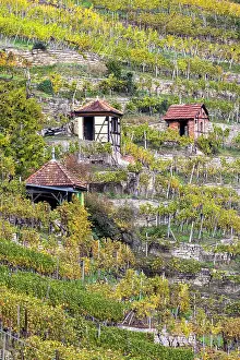 Viniculture: Vineyard cottage in the vineyard, landscape on the