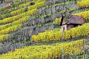 Viniculture: Vineyard cottage in the vineyard, landscape on the