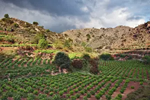 Crete: Vineyard, Crete, Greece