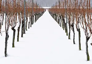 Grapevines: vineyard and grapevines covered in deep snow in