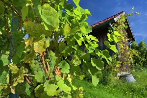Grapevines: Vineyard Hut surrounded by grapevines with