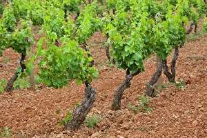 Freshness: Vineyard, Jerzu, Sardinia, Italy