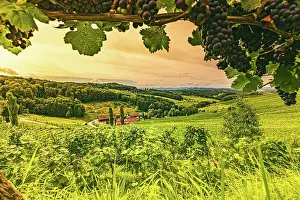 Wine: Vineyard landscape at South Styrian Wine Road in