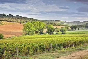 Montalcino: Vineyard near Montalcino, Tuscany, Italy
