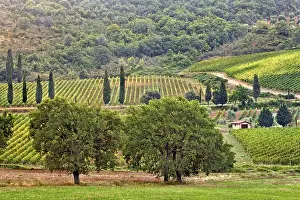 Montalcino: Vineyard near Montalcino, Tuscany, Italy
